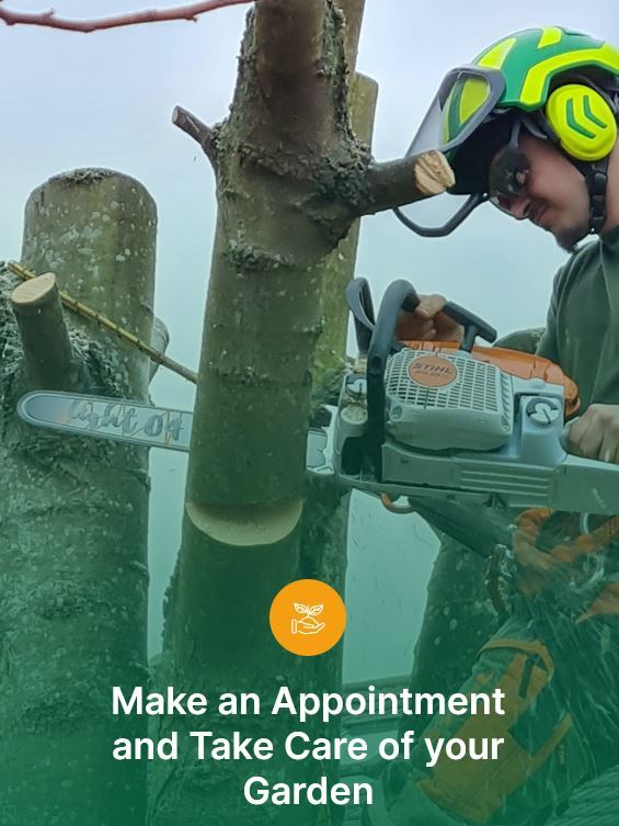 Call the Tree Services experts in Maidstone ME14