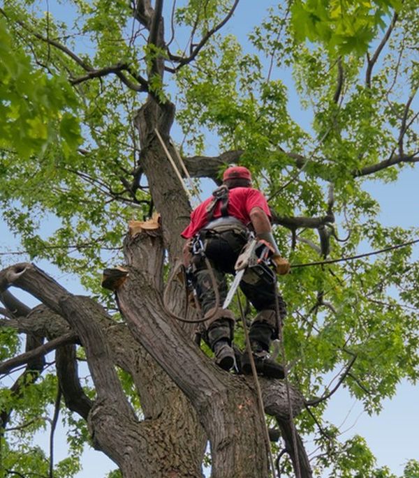 Trees - Emergency call outs near me Maidstone ME14