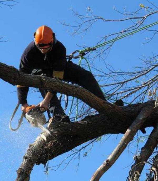 All Tree problems dealt with in Maidstone ME14