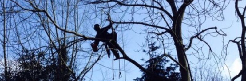 Tree Pollarding near me Maidstone ME14