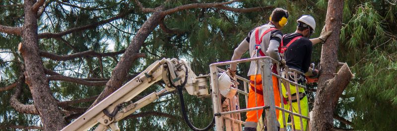 Tree Services near me Maidstone ME14