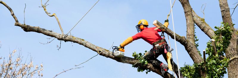 Tree Pruning near me Maidstone ME14