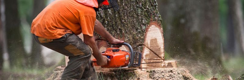 Tree Cutting near me Maidstone ME14