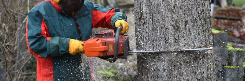 Tree Felling near me Maidstone ME14