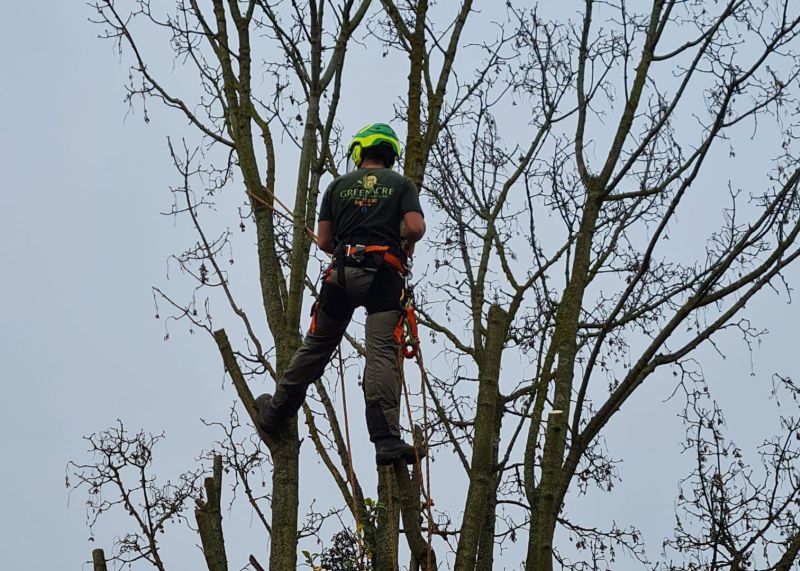 Tree Services in my area Maidstone ME14