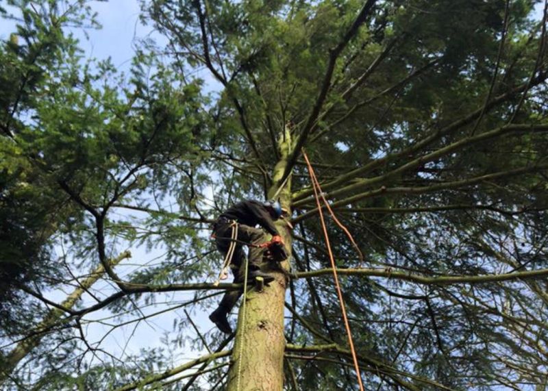 do you need a Tree Surgeon in Maidstone ME14