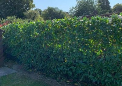 Hedge Reduction in Maidstone