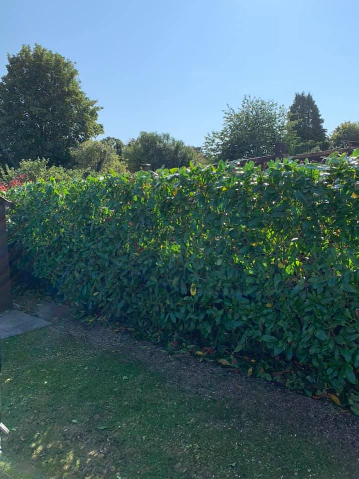 Hedge Reduction in Maidstone Kent