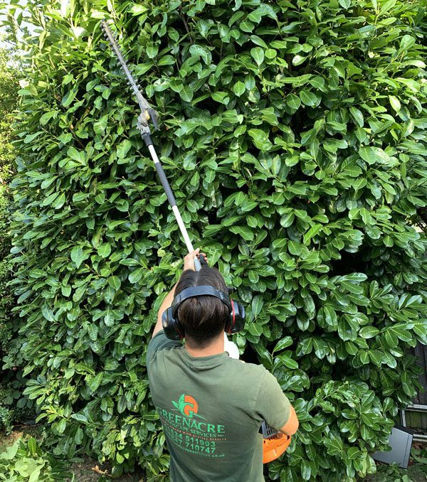 Hedge Trimming Services Hedge Trimming Services