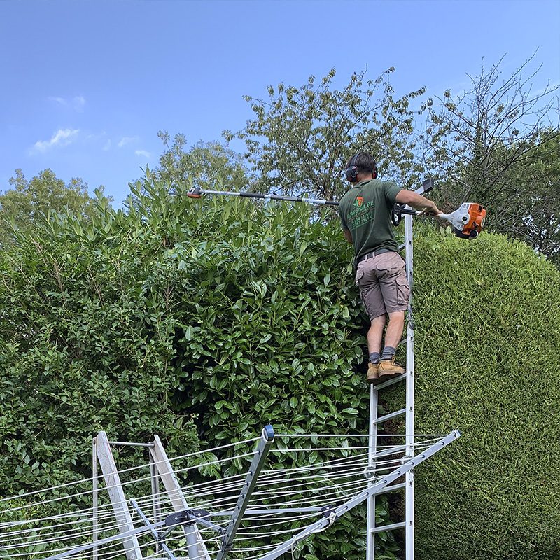 Hedge Trimming Services Hedge Trimming Services