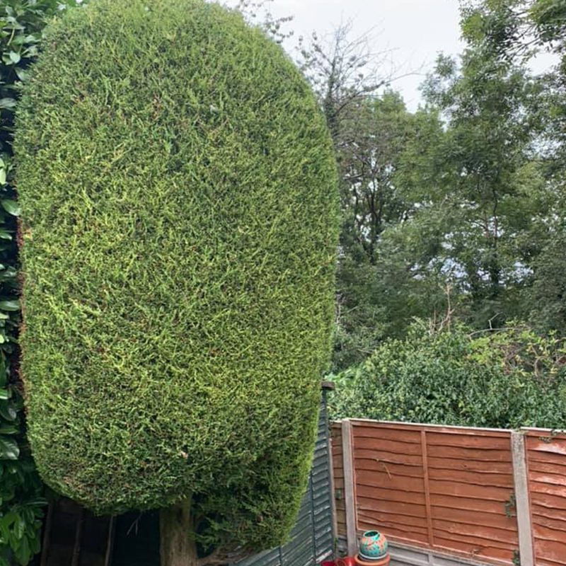 Hedge Shaping Hedge Shaping