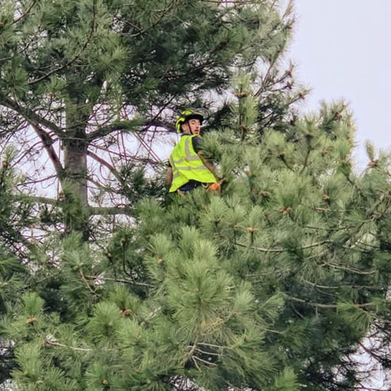 TREE SURGEON2 Chemically Cleaning Decking