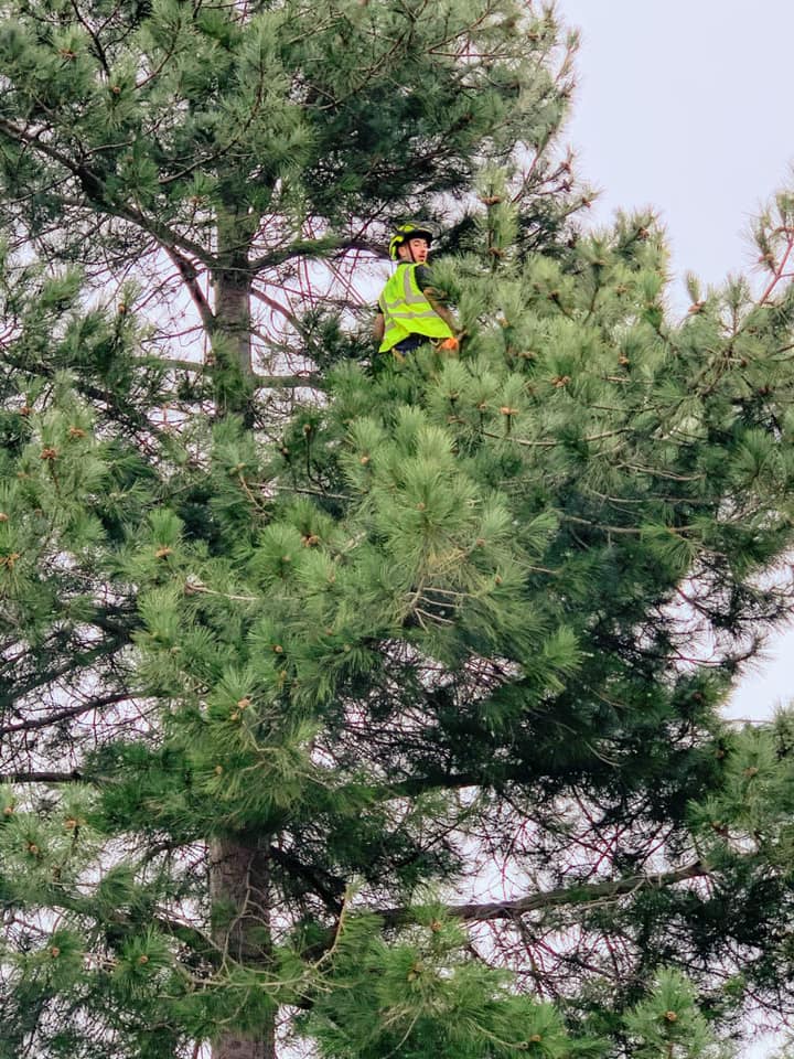 Bay Tree Reduction